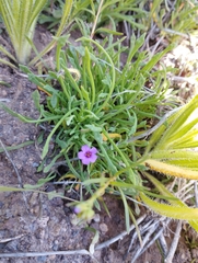 Calandrinia compressa