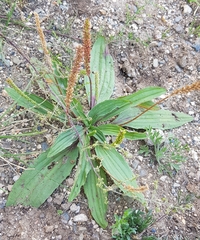 Plantago depressa