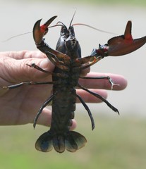 Cherax crassimanus
