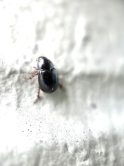 Hybosorus