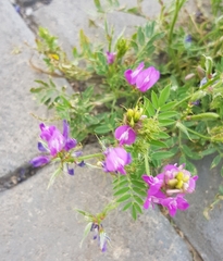 Astragalus davuricus