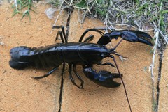 Cherax crassimanus