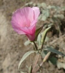 Clarkia amoena whitneyi