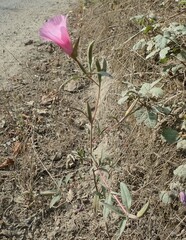 Clarkia amoena whitneyi