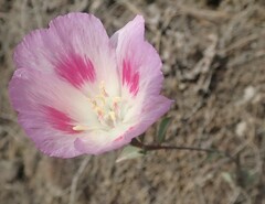 Clarkia amoena whitneyi
