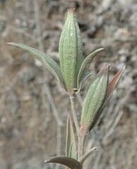 Clarkia amoena whitneyi