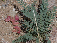 Astragalus cyaneus