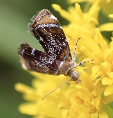 Prochoreutis
