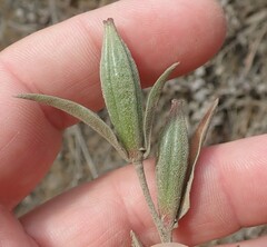 Clarkia amoena whitneyi
