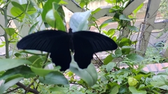 Papilio protenor