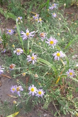 Aster altaicus