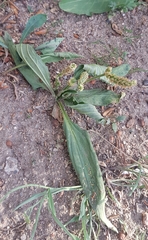 Plantago depressa