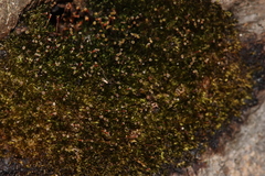 Anacamptodon splachnoides