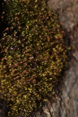 Anacamptodon splachnoides