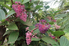Medinilla cummingii