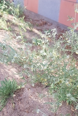 Artemisia sieversiana