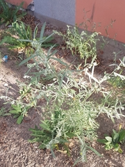 Artemisia sieversiana