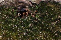 Anacamptodon splachnoides