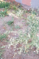 Artemisia sieversiana