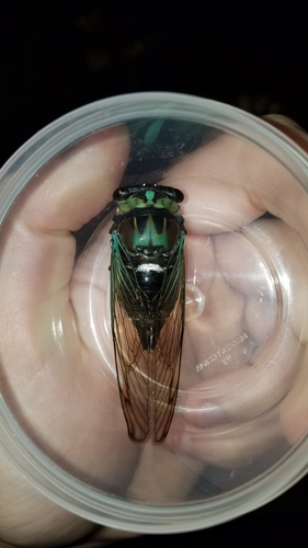 Coastal Lyric Cicada