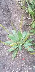 Plantago depressa