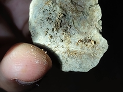 Tetramorium hispidum