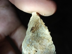 Tetramorium hispidum