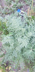 Artemisia gmelinii