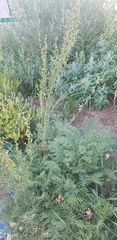 Artemisia gmelinii