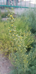 Artemisia macrocephala