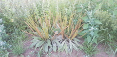 Plantago depressa