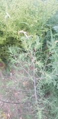 Salsola collina