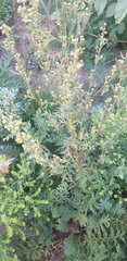 Artemisia gmelinii