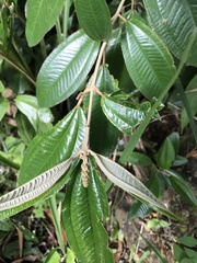 Miconia stenostachya