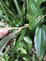 Miconia stenostachya