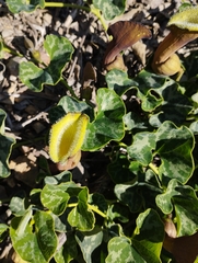 Aristolochia chilensis
