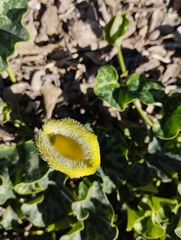 Aristolochia chilensis