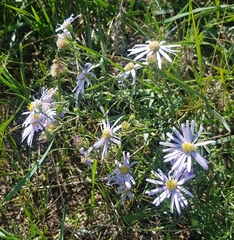 Aster altaicus