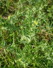 Artemisia sieversiana