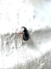 Hybosorus