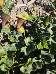 Aristolochia chilensis