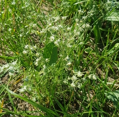 Artemisia sieversiana