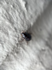 Hybosorus