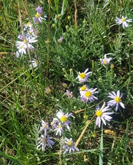Aster altaicus