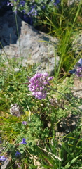 Allium strictum