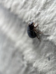 Hybosorus