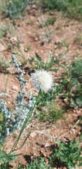 Allium leucocephalum