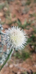 Allium leucocephalum
