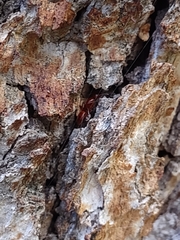 Camponotus schaefferi