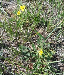 Sibbaldianthe bifurca